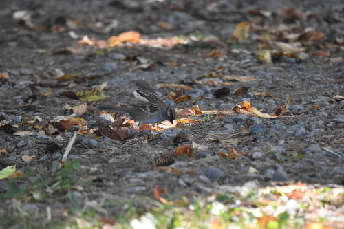 White-crowned Sparrow
