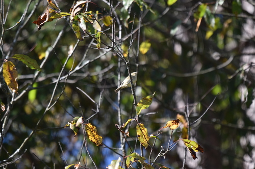 Ruby-crowned Kinglet