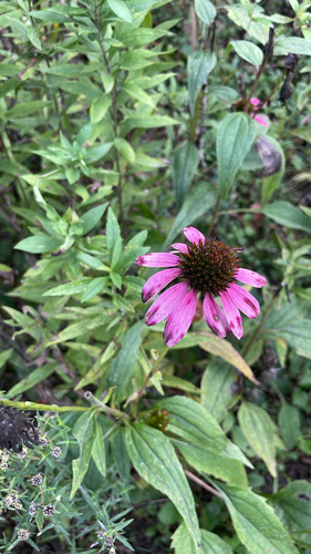 purple coneflower