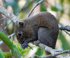 Callosciurus pygerythrus