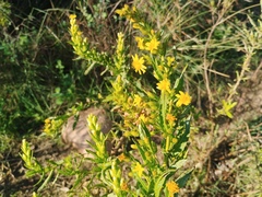 Dittrichia viscosa, photograph (c) Josep Gesti, some rights reserved (CC BY-SA)