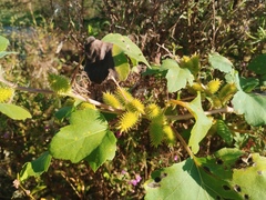 Xanthium orientale