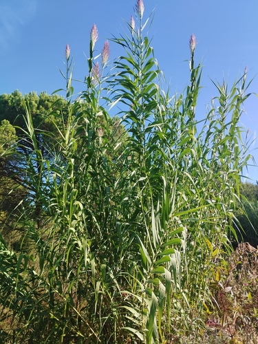 Arundo donax, photograph 1