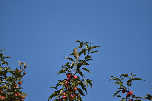 Orange-crowned Warbler