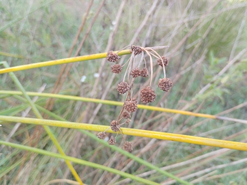 Scirpoides holoschoenus, photograph 1