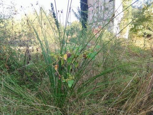 Scirpoides holoschoenus