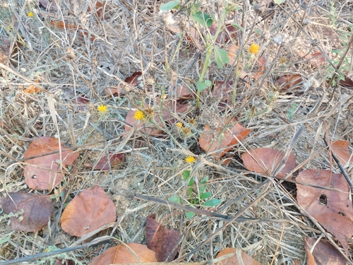 Centaurea solstitialis, photograph 3