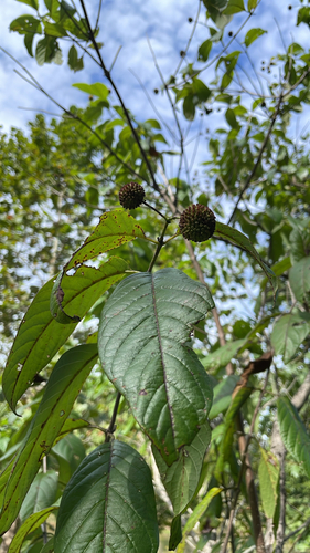 buttonbush