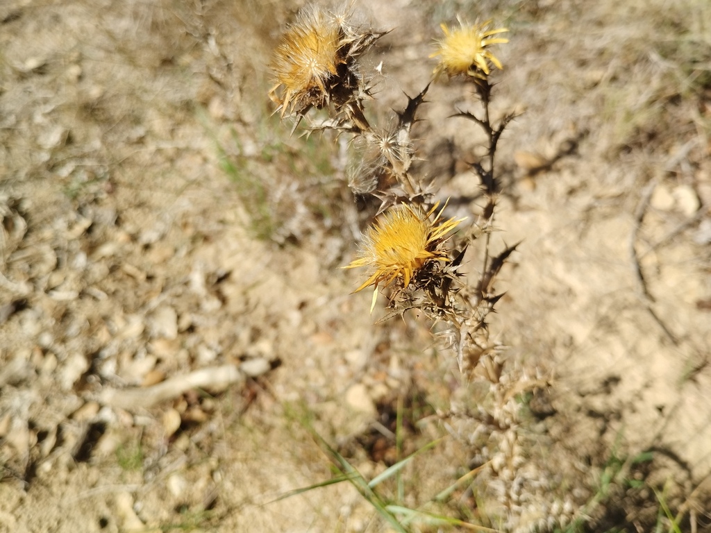 Carlina hispanica; photograph (c) Josep Gesti, some rights reserved (CC BY-SA)