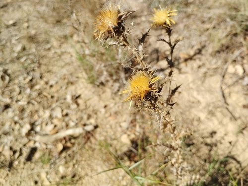 Carlina hispanica