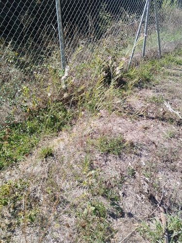 Epilobium brachycarpum, photograph 1