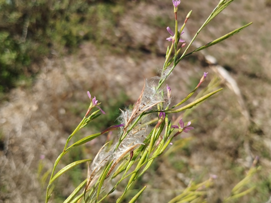 Epilobium brachycarpum; photograph (c) Josep Gesti, some rights reserved (CC BY-SA)