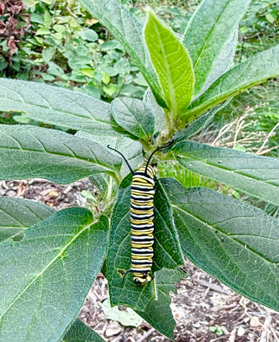 Monarch