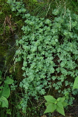 Hylotelephium ewersii, photograph (c) Oleg Kosterin, some rights reserved (CC BY)
