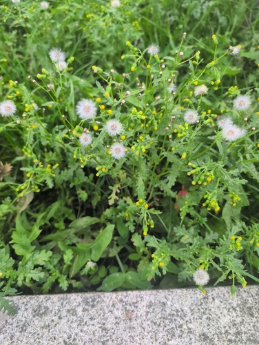 common groundsel