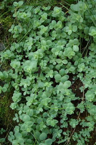 Hylotelephium ewersii, photograph 3