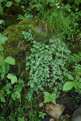 Hylotelephium ewersii