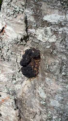 chaga