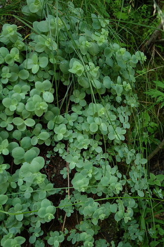Hylotelephium ewersii, photograph 4