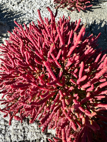 red glasswort