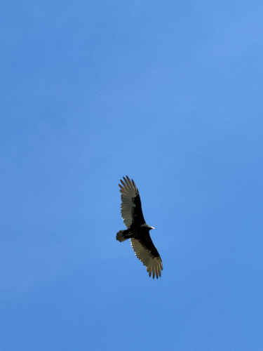 Turkey Vulture