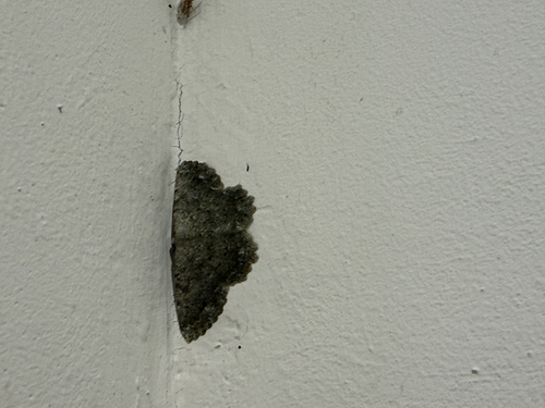Dicrognophos sartata