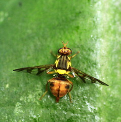 Bactrocera umbrosa