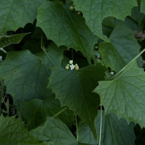Zehneria guamensis observed 2026-09-25