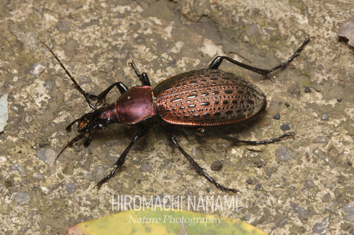 Carabus smaragdinus