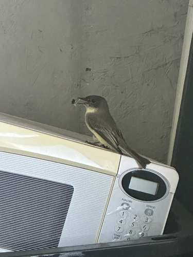 Eastern Phoebe