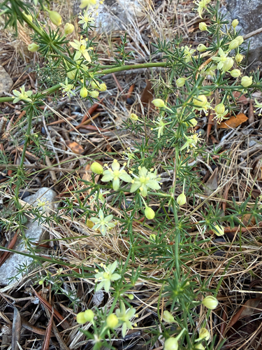 Spiny Asparagus