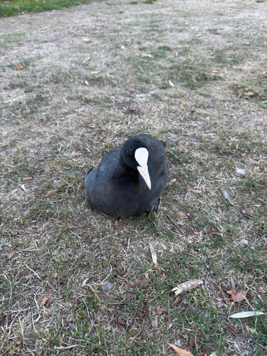 Eurasian Coot