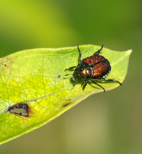 Japanese Beetle