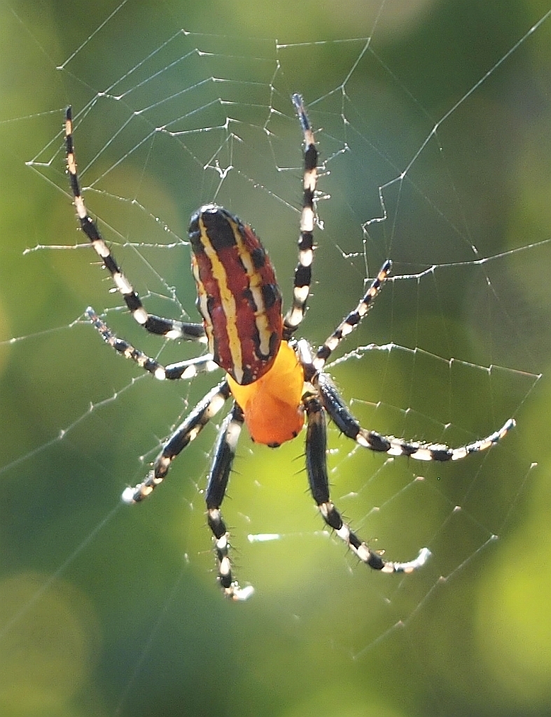 Alpaida grayi