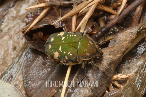 Blue Flower Chafer
