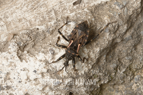 Acanthaspis cincticrus