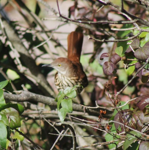 Brown Thrasher