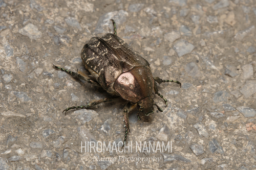 Protaetia famelica