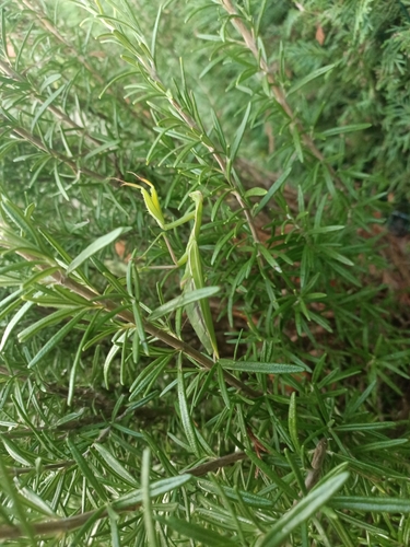 European Mantis