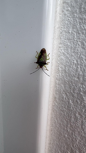 Hawthorn Shield Bug