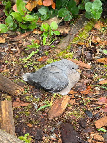 Band-tailed Pigeon