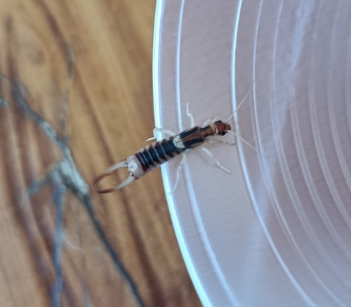 Shore Earwig