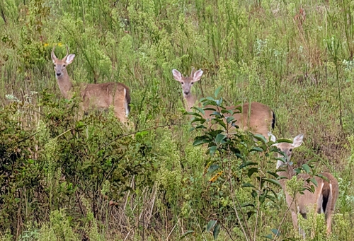 White-tailed Deer