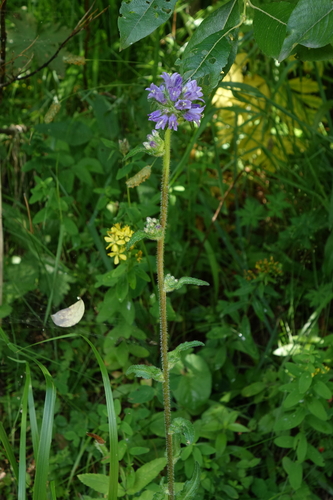 Campanula cervicaria, photograph 2