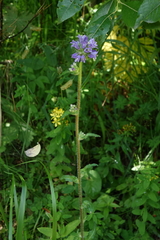(c) Oleg Kosterin, some rights reserved (CC BY) Campanula cervicaria, photograph (c) Oleg Kosterin, some rights reserved (CC BY)