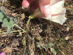 Calystegia subacaulis subacaulis