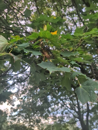 Norway maple
