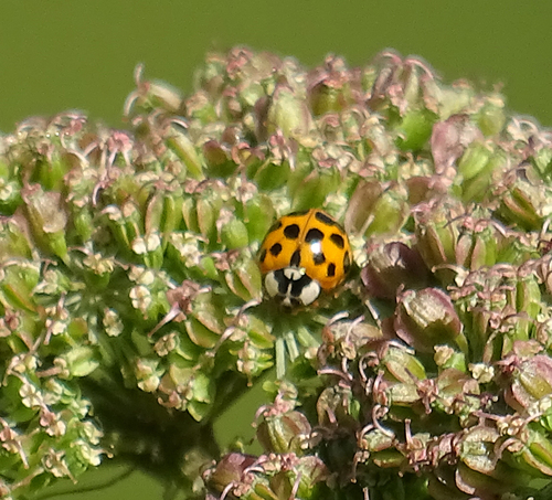 Asian Lady Beetle