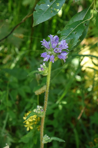 Campanula cervicaria, photograph 1