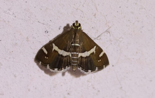 Hawaiian Beet Webworm Moth